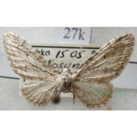 Eupithecia millefoliata Rössler, 1866 Grotnik krwawniczak Poland27k